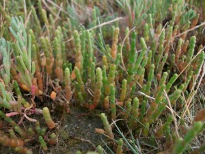 Salicornia