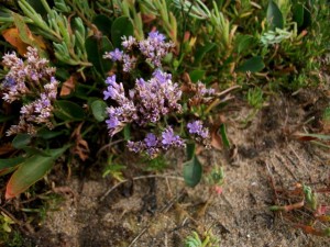 Limonium vulgare