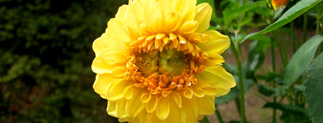 Dahlia mutant