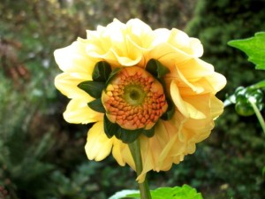 Dahlia verso