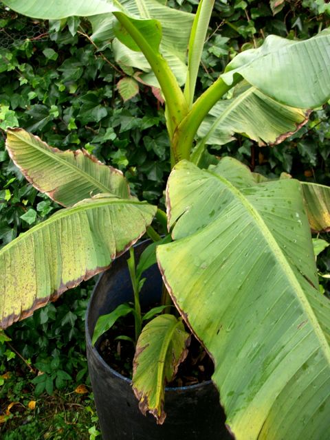 repiquage d'une plante en pot maison bananier musa dans un pot avec arrosage  automatique. replanter dans un nouveau sol, mains de femmes s'occupant  d'une plante tropicale, passe-temps et environnement 12814766 Photo de