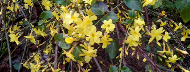 Forsythia en janvier 2014