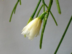 Rhipsalis Profil