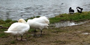 Cygnes noirs et cygnes blancs