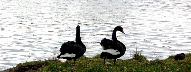 Couple de cygnes noirs