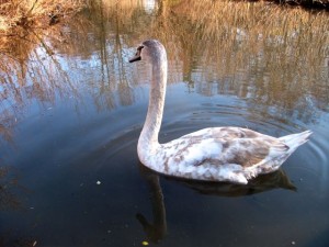 Cygne blanc juvénile