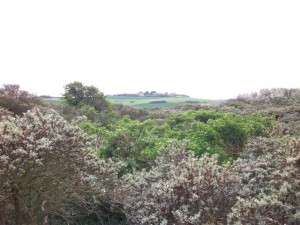 Lande du Pas-de-Calais