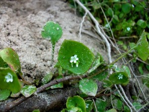 Plante de lagune