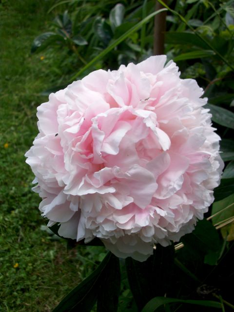 Pivoine du jardin