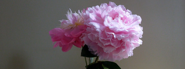 Pivoines