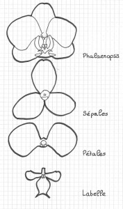 Pièces de l'orchidée Phalaenopsis