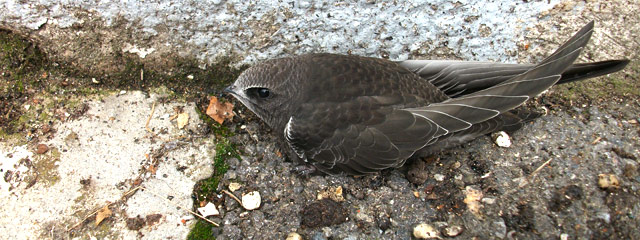 Martinet noir tombé du nid