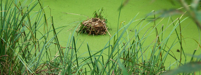 Nid sur l'eau