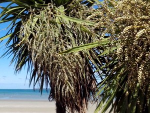 Baies de Cordyline australis