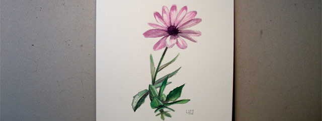 Aquarelle d'un Osteospermum