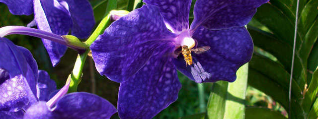 Vanda bleu