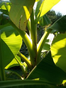 Bananier du jardin