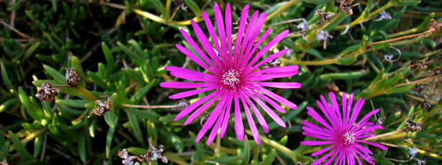 Carpobrotus