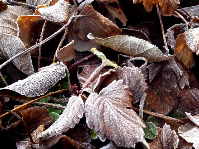 Feuilles de fraisiers