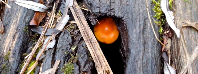 Champignon orange