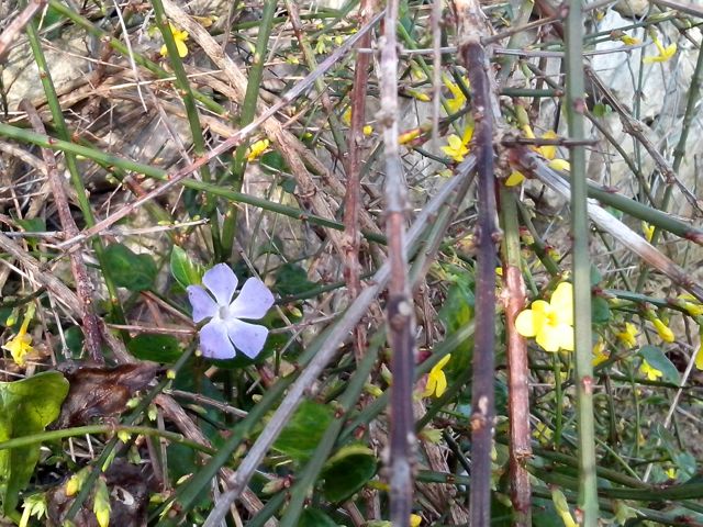 Pervenche et Forsythia à Noël