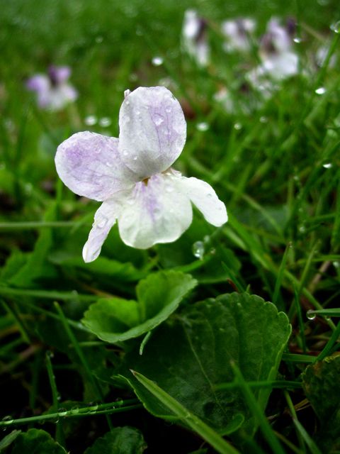 Violettes blanches