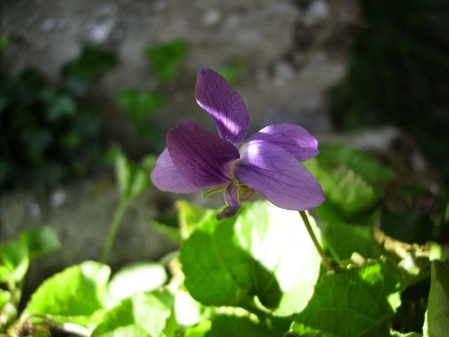 Violette en Bretagne