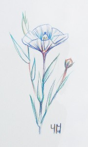 Linum usitatissimum (Lin cultivé)