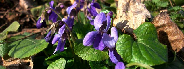 Violette odorante