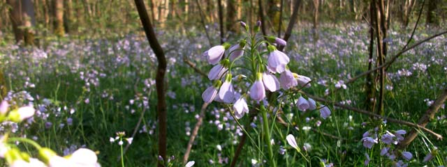 Cardamine pratensis