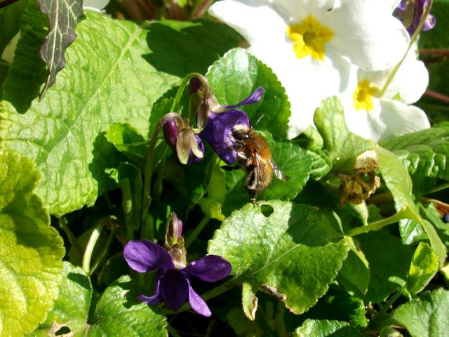 Pollinisation de la violette