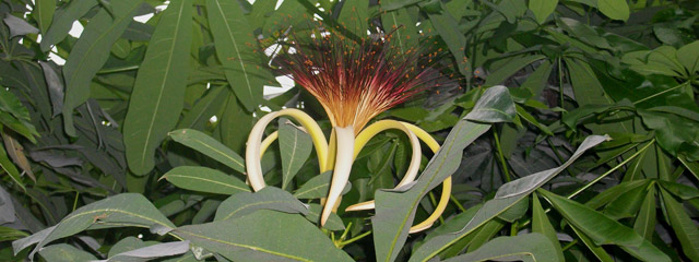 Fleur au Zoo de Vincennes