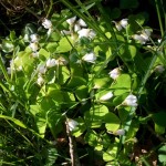 Oxalis petite oseille