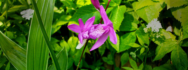 Blettilla hyacinthina striata