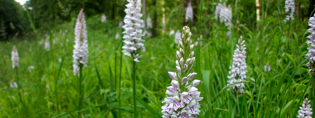 Talus d'orchidées