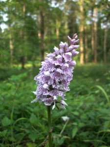 Dactylorhiza