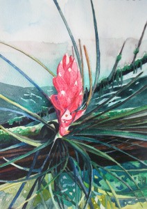 Aquarelle de Tillandsia sur la canopée