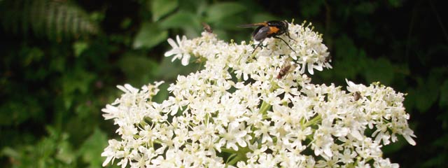 Heracleum sphondylium