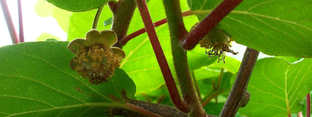 Fleurs d'actinidia