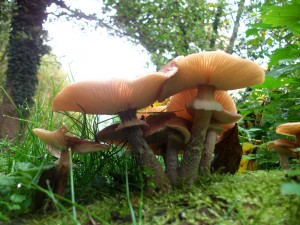 champignons et mousse