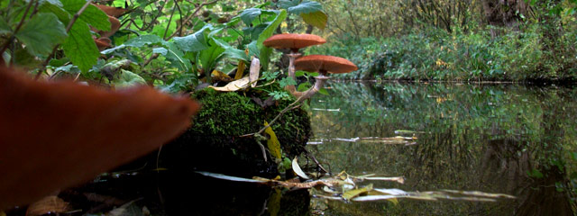 Champignons rivière