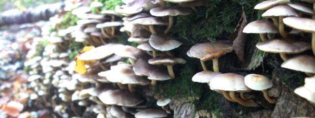 Champignons colonisant un arbre