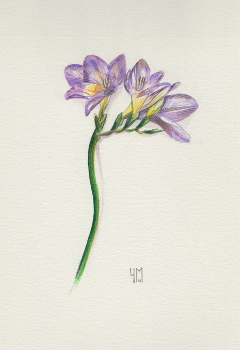 Hampe de Freesia à l'aquarelle | Espace Graphique