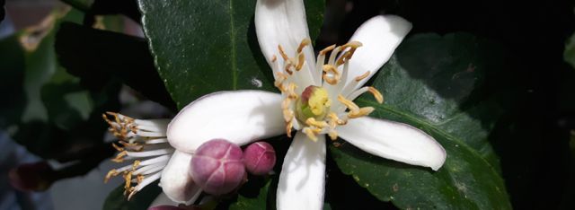 Fleur de citronnier