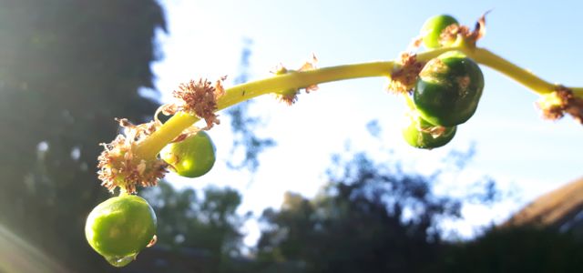 Fruit du Dragonnier