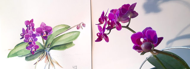 Aquarelle de l'orchidée