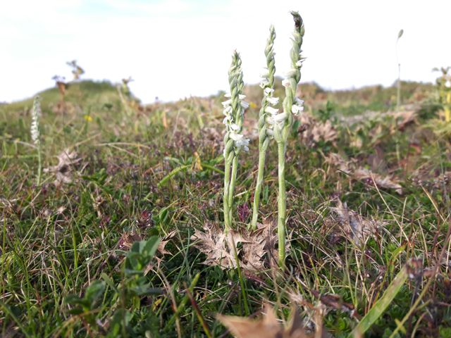 Spiranthes aestivalis