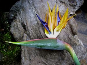 Strelitzia reginae (Oiseau de paradis) - Profil