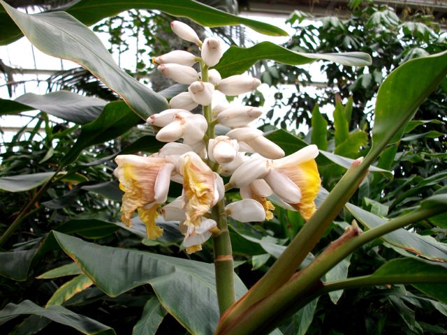 Alpinia