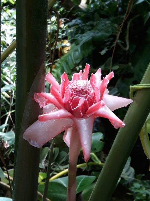 Etlingera eliator (Rose de porcelaine)